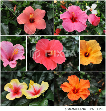 hibiscus 49764456