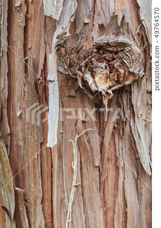 樹皮 樹皮 49764570