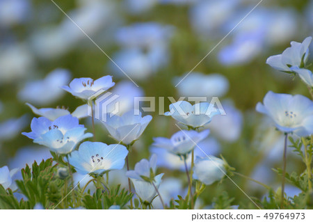 Nemophila領域，Nemophila領域 49764973