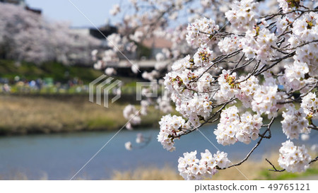 Fukui Sakura Ashubagawa 49765121
