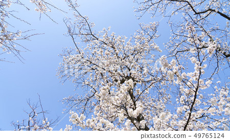 Fukui Sakura Ashubagawa 49765124