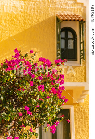 Romantic vintage arabic window and bougainvillea flowers Romantic vintage arabic window and bougainvillea flowers 49765195