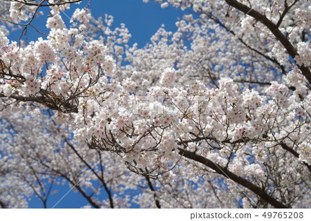Cherry tree in full bloom Cherry tree in full bloom 49765208