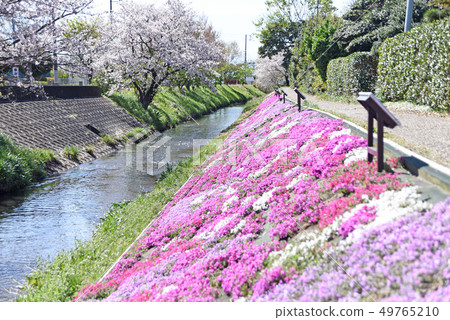 Shibazakura沿Shibuto河 Shibazakura沿Shibuto河 49765210
