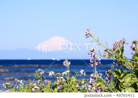 Nagai (spring) 49765451