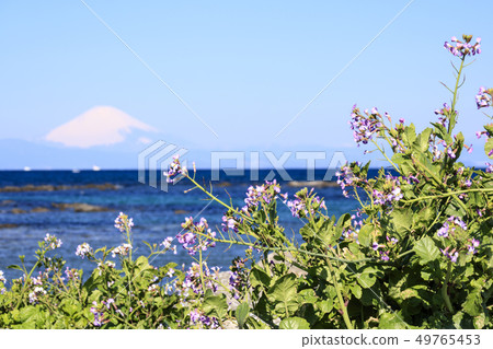 Nagai (spring) 49765453
