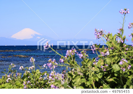 Nagai (spring) 49765455