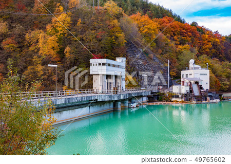 Tree tree dam 49765602