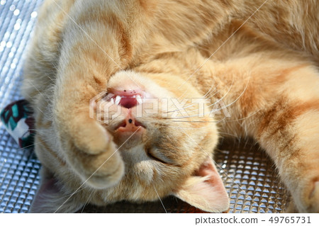 Cat · Stray Cat · Tea Tiger · Cherbo · Male · Sunny · Cute · Nap · Sleeping · Sleeping · Pokapoka · Spring · Cheerful Cat · Stray Cat · Tea Tiger · Cherbo · Male · Sunny · Cute · Nap · Sleeping · Sleeping · Pokapoka · Spring · Cheerful 49765731