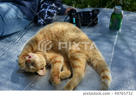 Cat · Stray Cat · Tea Tiger · Cherbo · Male · Sunny · Cute · Nap · Sleeping · Sleeping · Pokapoka · Spring · Cheerful 49765732