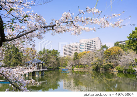 Nagoya City Showa Ward Tsurumai Park Ryugaike and Nagoya University Hospital and Sakura 49766004