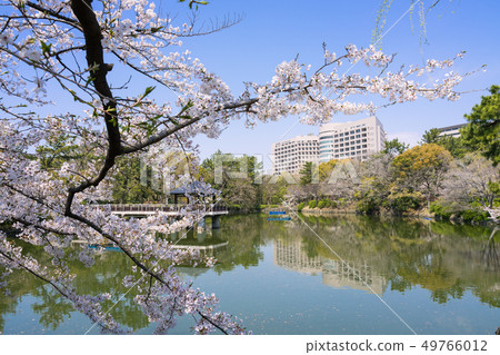 Nagoya City Showa Ward Tsurumai Park Ryugaike and Nagoya University Hospital and Sakura 49766012
