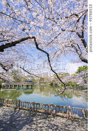 名古屋市昭和區鶴舞公園龍宮和名古屋大學醫院和佐倉 49766018