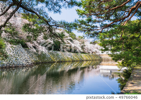 彥根城Nakabori Iroha Pine和Sakura 49766046
