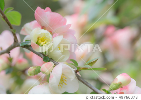  Peach blossoms 49766378