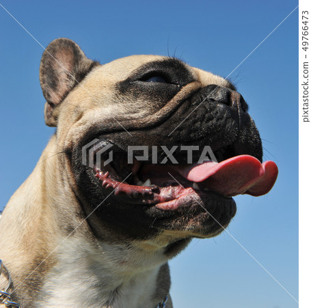 french bulldog french bulldog 49766473