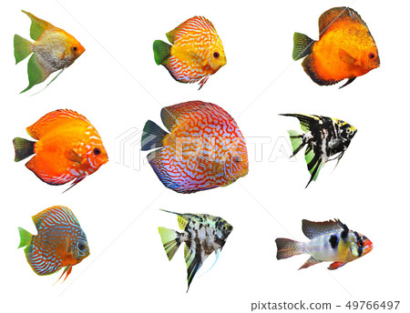 fishes fishes 49766497