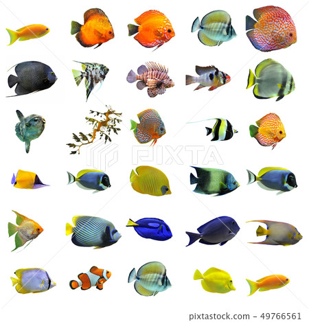 fishes 49766561