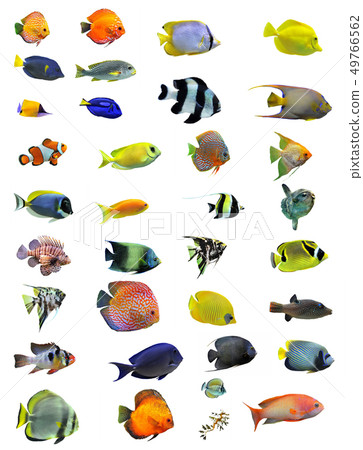 fishes fishes 49766562
