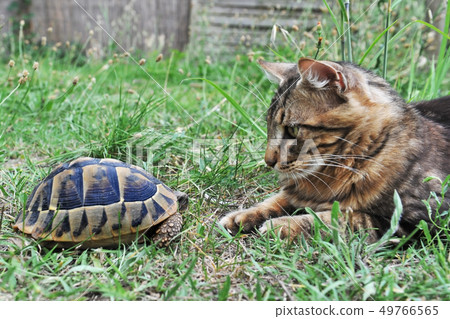 Tortoise and cat 49766565