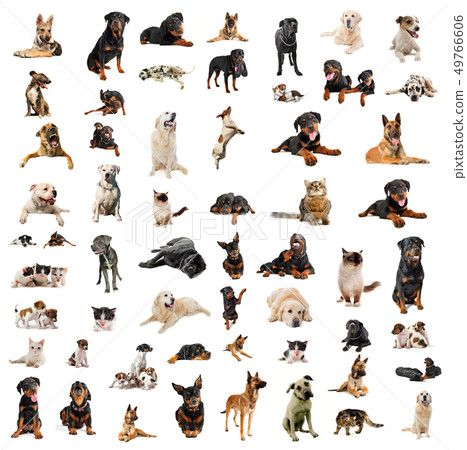 dogs, puppies and cats dogs, puppies and cats 49766606