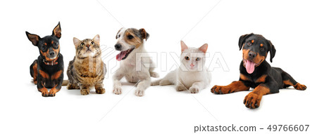 group of puppies and cats group of puppies and cats 49766607
