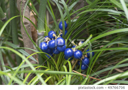 Janohige's blue fruit 49766706