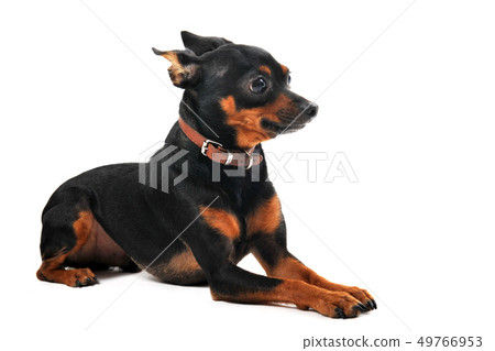 miniature pinscher 49766953