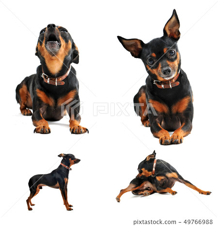 miniature pinscher 49766988