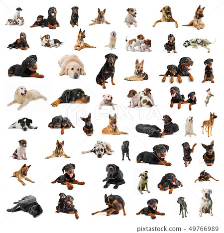 group of purebred dogs 49766989