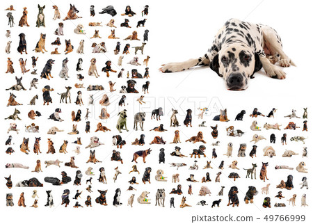 group of dogs and dalmatian 49766999