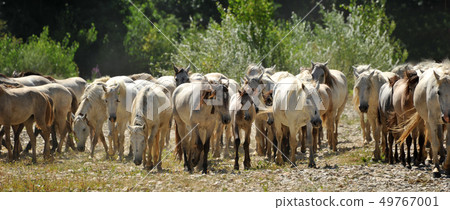 herd of Camargue horses 49767001
