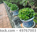 Green shrubs in Chinese porcelain pots 49767003