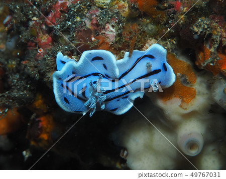 Misole Umizushi 49767031