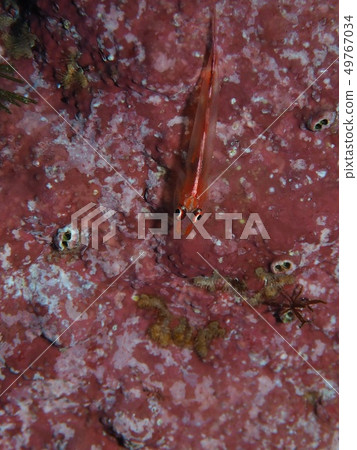 Sevoshi mitake goby 49767034