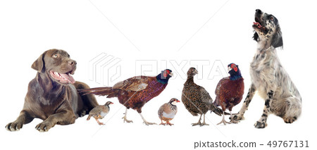 game birds and hunting dogs game birds and hunting dogs 49767131