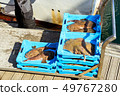 Catch sea fish, Electric Stingray and Monkfish 49767280