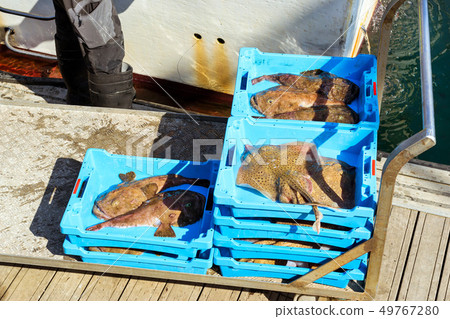 Catch sea fish, Electric Stingray and Monkfish 49767280