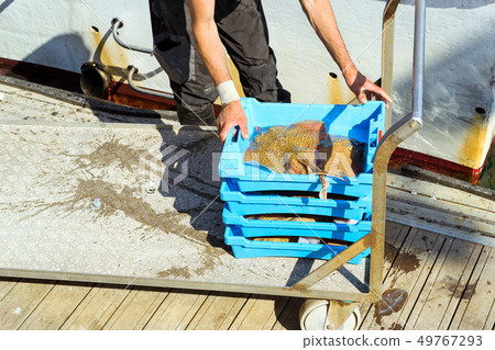 Fishermen unload catch of fish, port Blanes. Spain 49767293