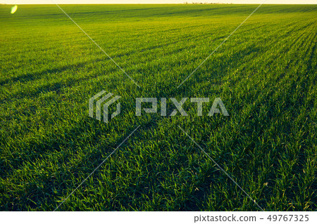 Young sprouts are on the field at sunset. Green Young sprouts are on the field at sunset. Green 49767325