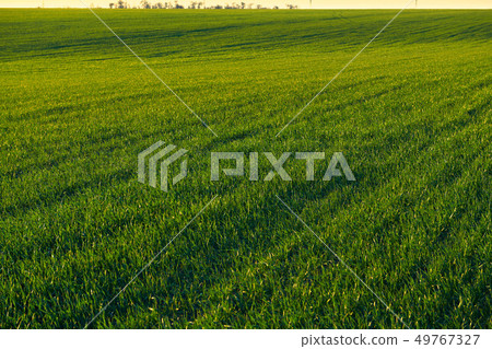Young sprouts are on the field at sunset. Green Young sprouts are on the field at sunset. Green 49767327