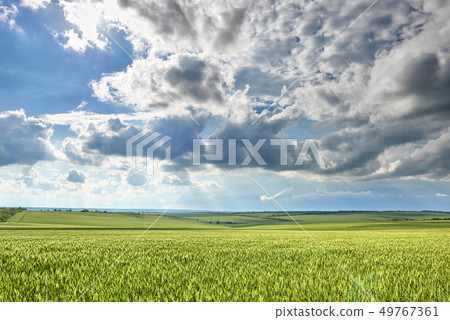 spring landscape - agricultural field with young spring landscape - agricultural field with young 49767361
