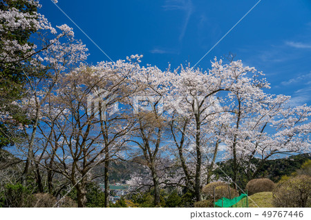 從城崎溫泉溫泉寺的景色 從城崎溫泉溫泉寺的景色 49767446