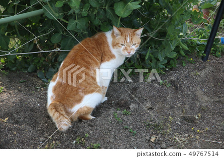 我們的貓 49767514