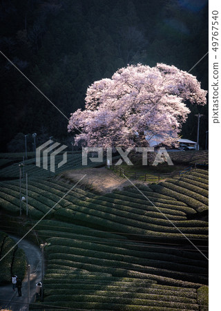 Ushinomiya cherry blossoms 49767540