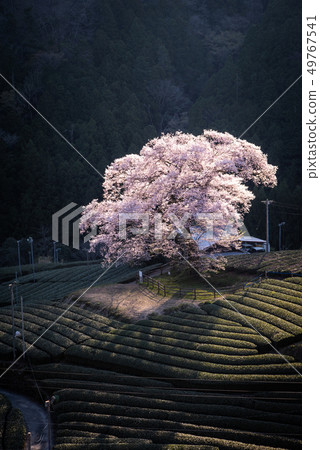 Ushinomiya櫻花 Ushinomiya櫻花 49767541