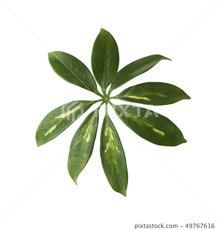 Leaf of tropical schefflera plant on white background 49767616
