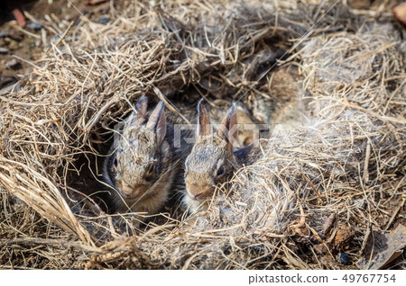 Baby rabbits in the nest 49767754