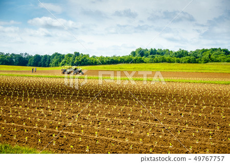 Tobacco field in spring Tobacco field in spring 49767757