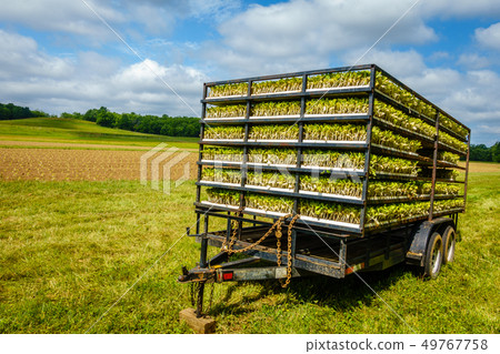 Tobacco sprouts in trailer Tobacco sprouts in trailer 49767758